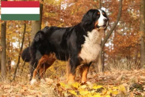 Lees meer over het artikel Berner Sennenhondenfokker en Puppies in Hongarije