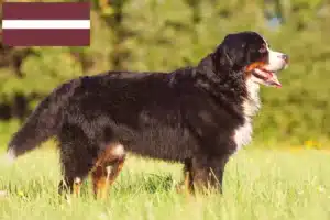 Lees meer over het artikel Berner Sennenhondenfokker en Puppies in Letland