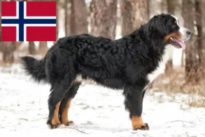 Lees meer over het artikel Berner Sennenhondenfokker en Puppies in Noorwegen