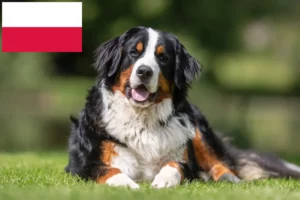 Lees meer over het artikel Berner Sennenhonden Fokker en Puppies in Polen