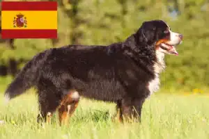 Lees meer over het artikel Berner Sennenhondenfokker en Puppies in Spanje