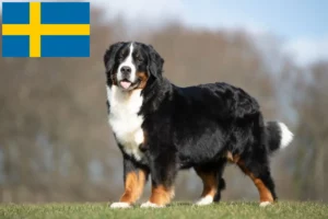 Lees meer over het artikel Berner Sennenhondenfokker en Puppies in Zweden