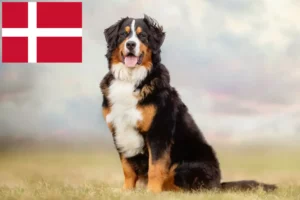 Lees meer over het artikel Berner Sennenhondenfokker en Puppies in Denemarken