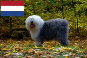 Lees meer over het artikel Bobtail fokkers en puppies in Nederland