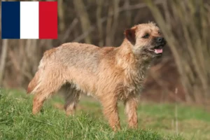 Lees meer over het artikel Border Terriër fokkers en puppies in Frankrijk