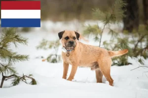 Lees meer over het artikel Border Terriër fokkers en puppies in Nederland