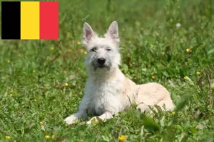 Lees meer over het artikel Bouvier des Ardennes fokkers en pups in België