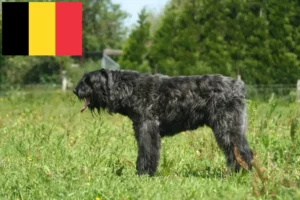 Lees meer over het artikel Bouvier des Flandres fokkers en pups in België