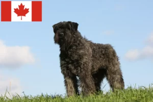 Lees meer over het artikel Bouvier des Flandres fokkers en pups in Canada