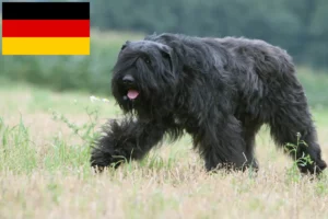 Lees meer over het artikel Bouvier des Flandres fokkers en pups in Duitsland