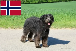 Lees meer over het artikel Bouvier des Flandres fokkers en pups in Noorwegen