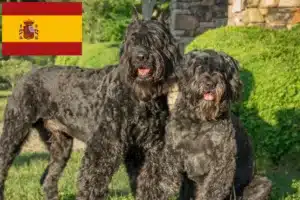 Lees meer over het artikel Bouvier des Flandres fokkers en pups in Spanje