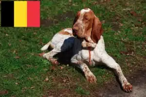 Lees meer over het artikel Bracco Italiano fokkers en pups in België