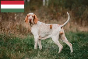 Lees meer over het artikel Bracco Italiano fokkers en pups in Hongarije