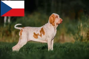 Lees meer over het artikel Bracco Italiano fokkers en pups in Tsjechië