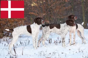 Lees meer over het artikel Braque français type Pyrénées fokkers en pups in Denemarken