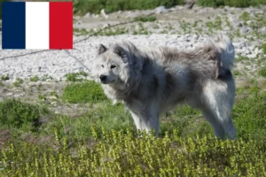 Lees meer over het artikel Canadese Eskimo Hondenfokker en Puppies in Frankrijk