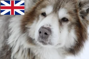 Lees meer over het artikel Canadese Eskimo Hondenfokker en Puppies in Groot-Brittannië