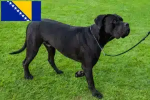 Lees meer over het artikel Cane Corso Italiano fokkers en pups in Bosnië en Herzegovina