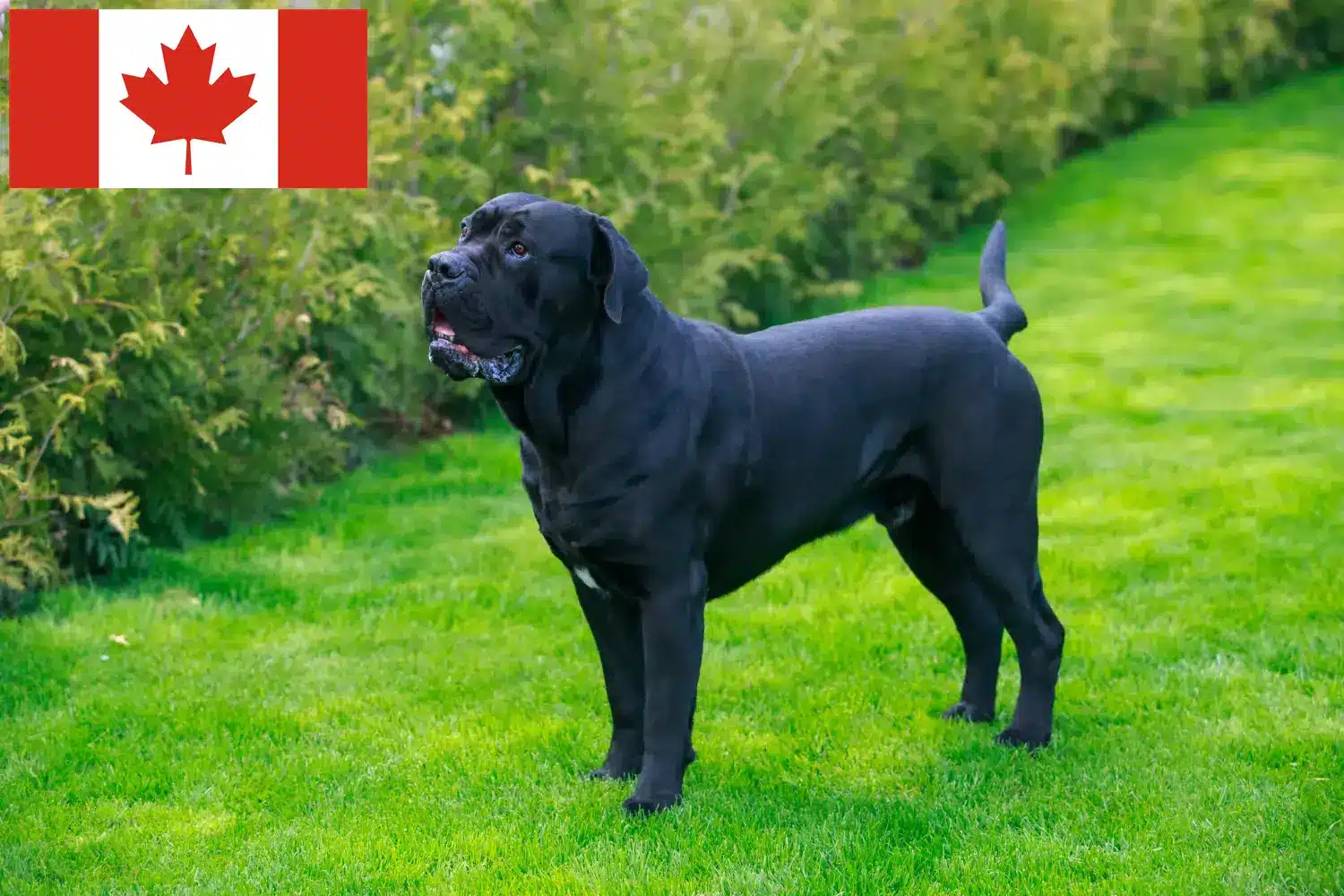 Lees meer over het artikel Cane Corso Italiano fokkers en pups in Canada