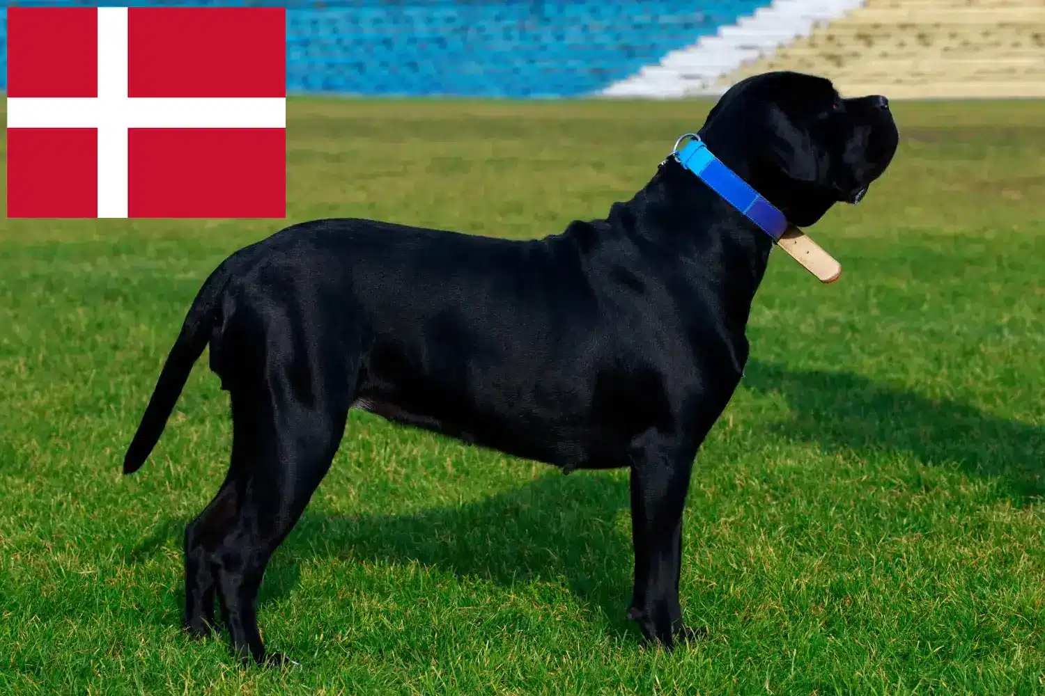 Lees meer over het artikel Cane Corso Italiano fokkers en pups in Denemarken