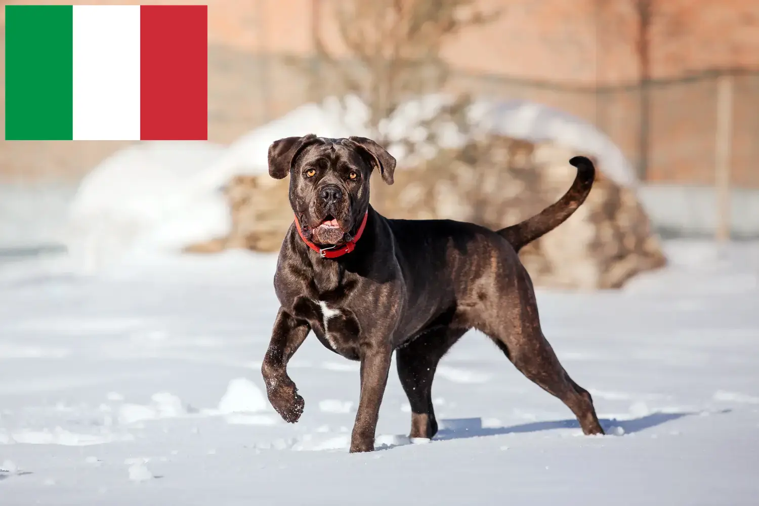 Lees meer over het artikel Cane Corso Italiano fokkers en pups in Italië