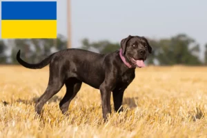 Lees meer over het artikel Cane Corso Italiano fokkers en pups in Oekraïne