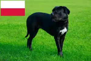 Lees meer over het artikel Cane Corso Italiano fokkers en pups in Polen