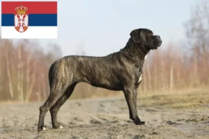 Lees meer over het artikel Cane Corso Italiano fokkers en pups in Servië