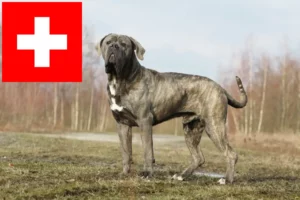 Lees meer over het artikel Cane Corso Italiano fokkers en pups in Zwitserland