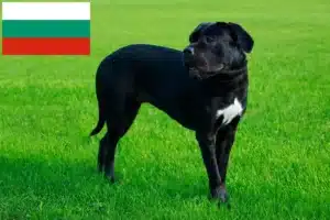 Lees meer over het artikel Cane Corso Italiano fokkers en pups in Bulgarije