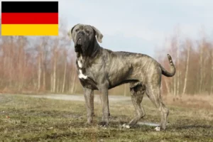 Lees meer over het artikel Cane Corso Italiano fokkers en pups in Duitsland