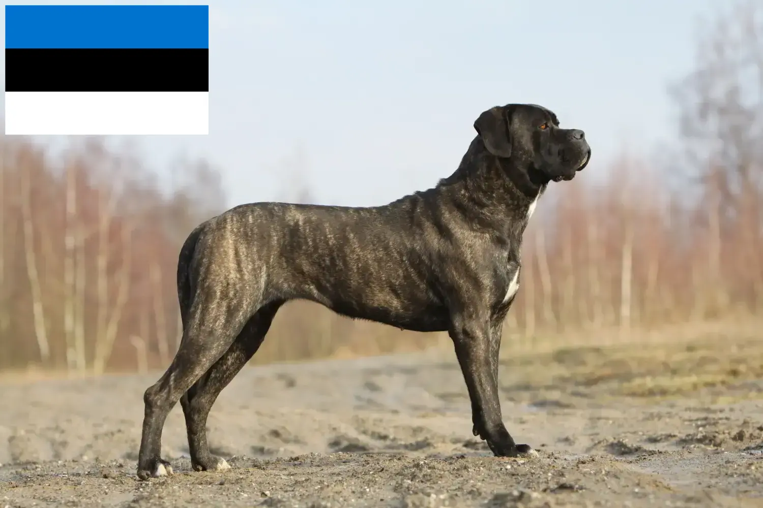 Lees meer over het artikel Cane Corso Italiano fokkers en pups in Estland