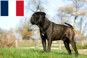 Lees meer over het artikel Cane Corso Italiano fokkers en pups in Frankrijk