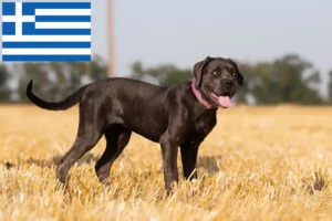 Lees meer over het artikel Cane Corso Italiano fokkers en pups in Griekenland