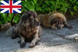 Lees meer over het artikel Cão Da Serra Da Estrela fokkers en puppies in Groot-Brittannië