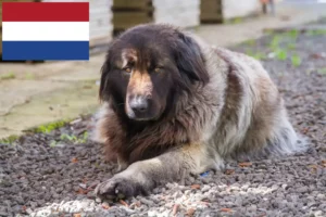 Lees meer over het artikel Cão Da Serra Da Estrela fokkers en pups in Nederland