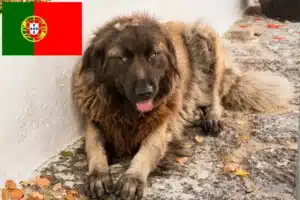 Lees meer over het artikel Cão Da Serra Da Estrela fokkers en pups in Portugal