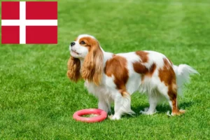 Lees meer over het artikel Cavalier King Charles Spaniël fokkers en pups in Denemarken