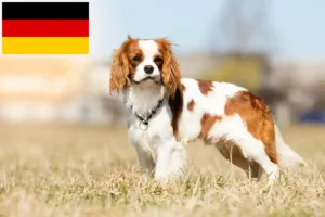 Lees meer over het artikel Cavalier King Charles Spaniël fokkers en puppies in Duitsland