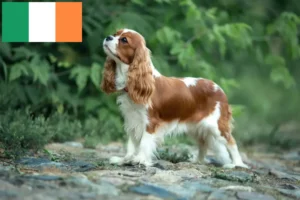 Lees meer over het artikel Cavalier King Charles Spaniël fokkers en puppies in Ierland