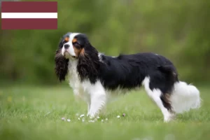 Lees meer over het artikel Cavalier King Charles Spaniël fokkers en pups in Letland