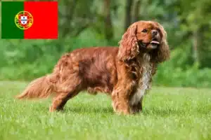 Lees meer over het artikel Cavalier King Charles Spaniël fokkers en puppies in Portugal