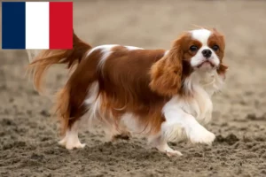 Lees meer over het artikel Cavalier King Charles Spaniël fokkers en pups in Réunion