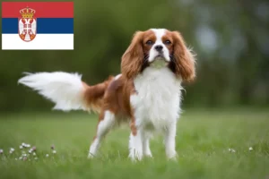 Lees meer over het artikel Cavalier King Charles Spaniël fokkers en puppies in Servië