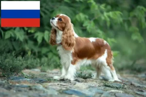 Lees meer over het artikel Cavalier King Charles Spaniël fokkers en puppies in Rusland