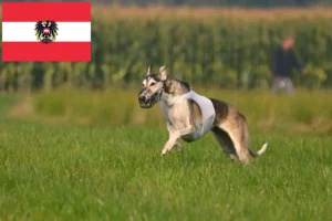 Lees meer over het artikel Chart Polski fokkers en pups in Oostenrijk
