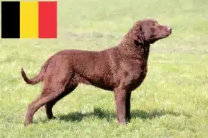 Lees meer over het artikel Chesapeake Bay Retriever fokkers en puppies in België