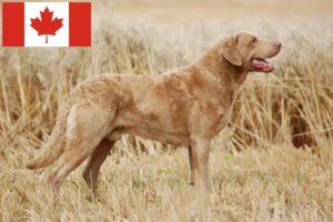 Lees meer over het artikel Chesapeake Bay Retriever fokkers en puppies in Canada