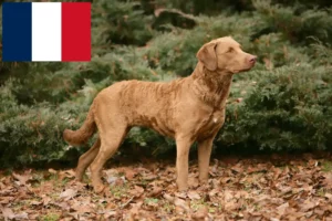 Lees meer over het artikel Chesapeake Bay Retriever fokkers en puppies in Frankrijk